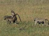 Africa 273 : Africa, Animal, Baboon, Botswana, Mammal, Mombo, Okavango